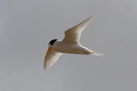Fairy Tern (Sternula nereis)